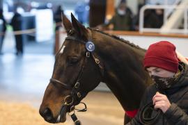 Lot  47 Head CDS 10122020 Tattersalls