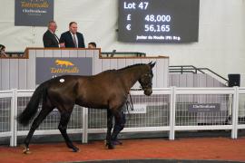 Lot  47 TCF2705Tattersalls