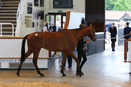 Lot  47 TCMay3921Tattersalls