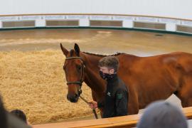 Lot  47 TCMay3934Tattersalls