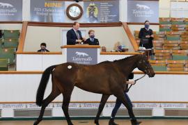 Lot  48 TCMay4029Tattersalls