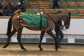 Lot  49 CDS 10122020 Tattersalls