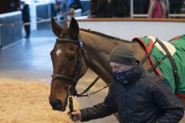 Lot  49 Hed CDS 10122020 Tattersalls