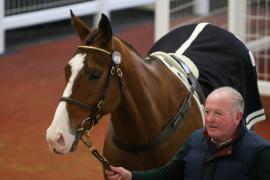 Lot  49 TCF4813Tattersalls