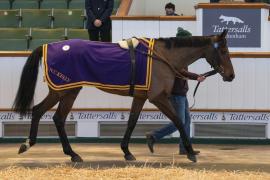 Lot  50 CDS 10122020 Tattersalls