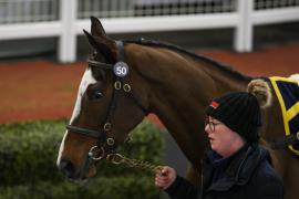 Lot  50 TCF4837Tattersalls