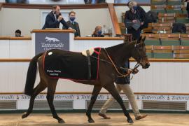 Lot  51 CDS 12102020 Tattersalls