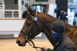 Lot  51 Head CDS 10122020 Tattersalls