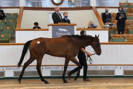 Lot  51 TCMay4036Tattersalls