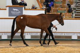 Lot  52 TCMay4084Tattersalls