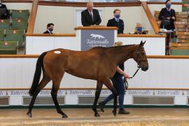 Lot  53 TCMay4099Tattersalls