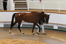 Lot  56 TCMay4111Tattersalls