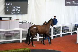 Lot  5 TCF1554Tattersalls