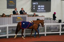 Lot  5 TCF3216Tattersalls