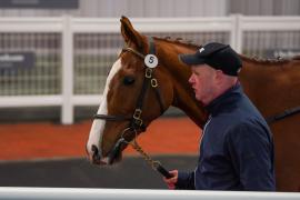 Lot  5 TCF3649Tattersalls