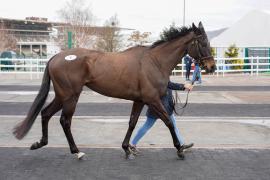 Lot  5 TCF951Tattersalls