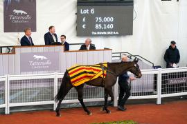 Lot  6 TCF1605Tattersalls