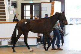 Lot  6 TCMay2339Tattersalls