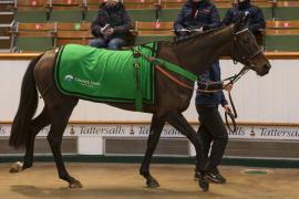 Lot  7 CDS 10122020 Tattersalls