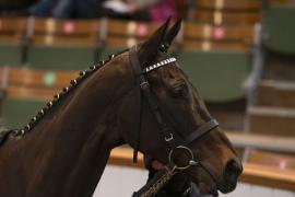 Lot  7 Head CDS 10122020 Tattersalls