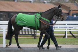 Lot  7 Pre Parade Ring CDS 10122020 Tattersalls