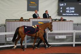 Lot  7 TCF3637Tattersalls