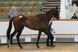 Lot  7 TCMay2370Tattersalls