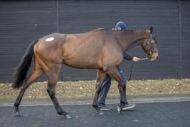 Lot  8 TCF0461TattersallsCheltenham