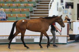 Lot  8 TCMay2393Tattersalls