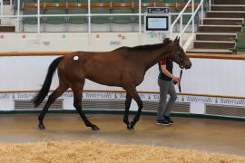 Lot  8 TCMay2605Tattersalls