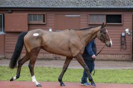 Lot 8 Walking CDS 10122020 Tattersalls