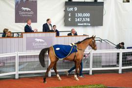 Lot  9 TCF1738Tattersalls