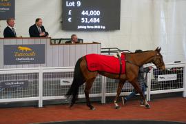 Lot  9 TCF5072Tattersalls