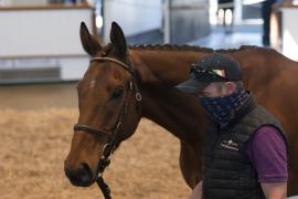 TC April Lot 21 Head Tattersalls Cheltenham