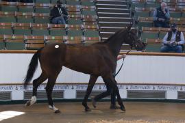 TC April Lot 22 In Ring Tattersalls Cheltenham