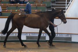 TC April Lot 24 In Ring Tattersalls Cheltenham