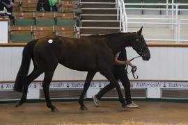 TC April Lot 26 In Ring Tattersalls Cheltenham