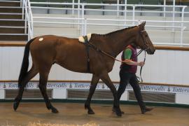 TC April Lot 27 In Ring Tattersalls Cheltenham