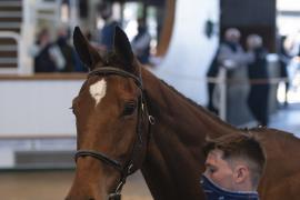 TC April Lot 31 Head Tattersalls Cheltenham