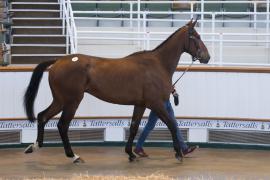 TC April Lot 31 In Ring Tattersalls Cheltenham