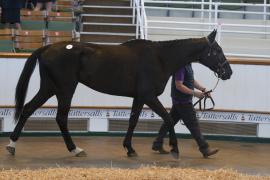 TC April Lot 32 Tattersalls Cheltenham