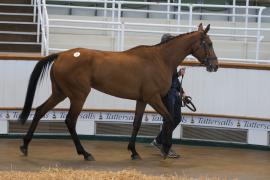 TC April Lot 33 In Ring Tattersalls Cheltenham