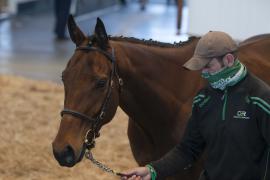 TC April Lot 34 Head Tattersalls Cheltenham