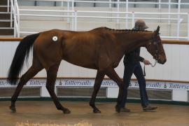 TC April Lot 34 In Ring Tattersalls Cheltenham