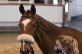 TC April Lot 35 Head Tattersalls Cheltenham