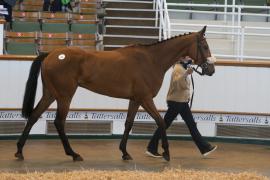 TC April Lot 35 In Ring Tattersalls Cheltenham