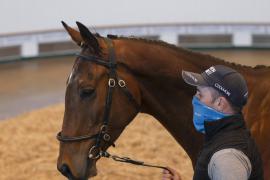 TC April Lot 36 Head Tattersalls Cheltenham