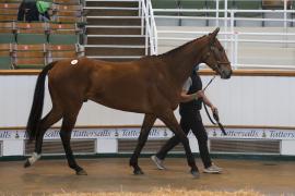 TC April Lot 36 In Ring Tattersalls Cheltenham