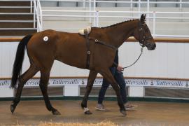 TC April Lot 39 In Ring Tattersalls Cheltenham