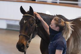 TC April Lot 40 Head Tattersalls Cheltenham